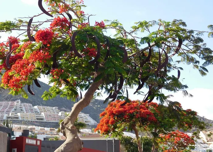 Apartamento Brisas Del Mar *