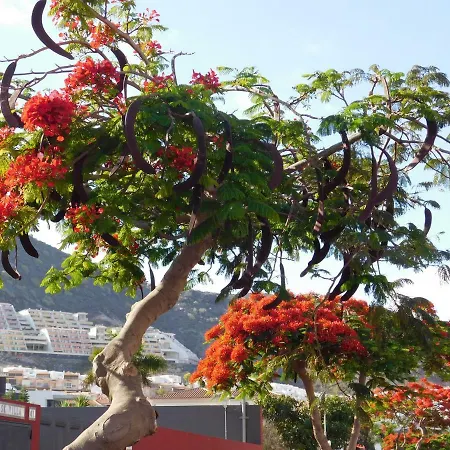 דירה Brisas Del Mar *